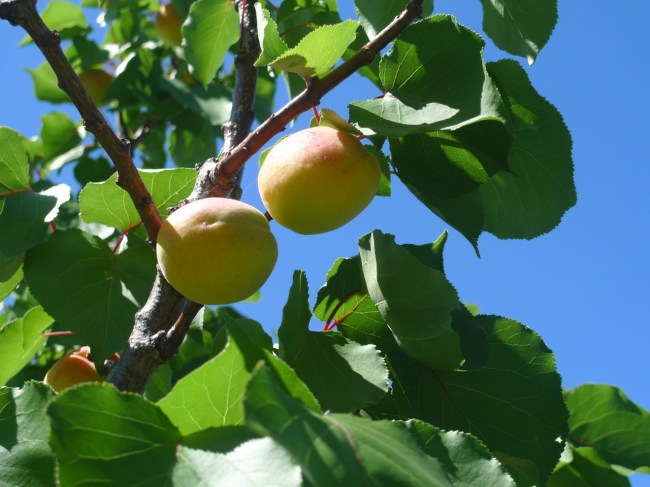 Fruit trees at Bundoora Homestead