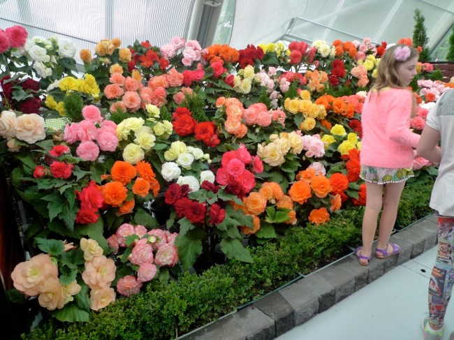 Begonias