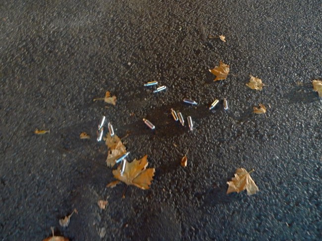 Sydney, Autumn Bulbs